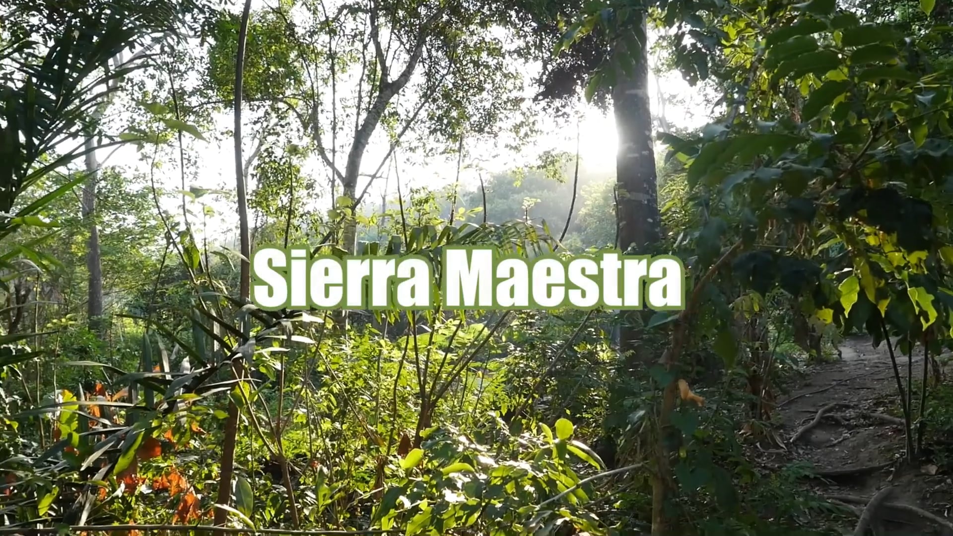 La permacultura de Sierra Maestra - Voluntaria 2020