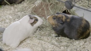 Das Cute - Guinea Pigs