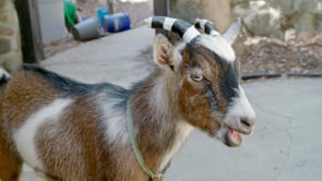 Das Cute - Goat Yoga