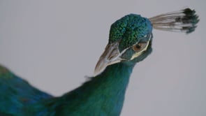 Das Cute - Peacock
