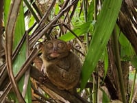 Tarsier à Bohol
