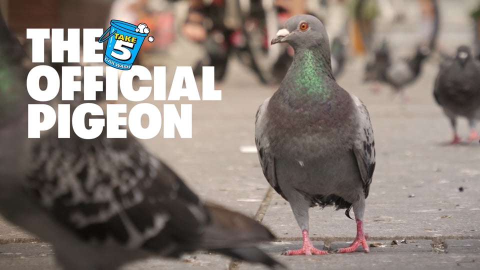 Official Pigeon Case Study