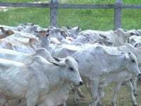 Lote 28P