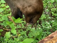 June - Highbush cranberries