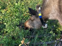 July – Aspen