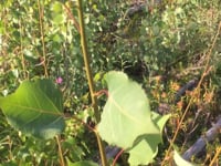 July - Foraging examples