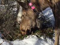 April – Lowbush Cranberries