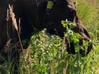 August – Paper birch