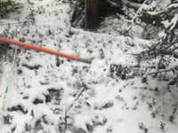 October – Exposing cranberries