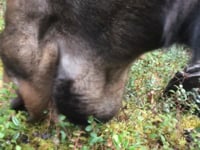 October – Lowbush Cranberries