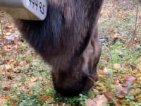 October – Lowbush Cranberries