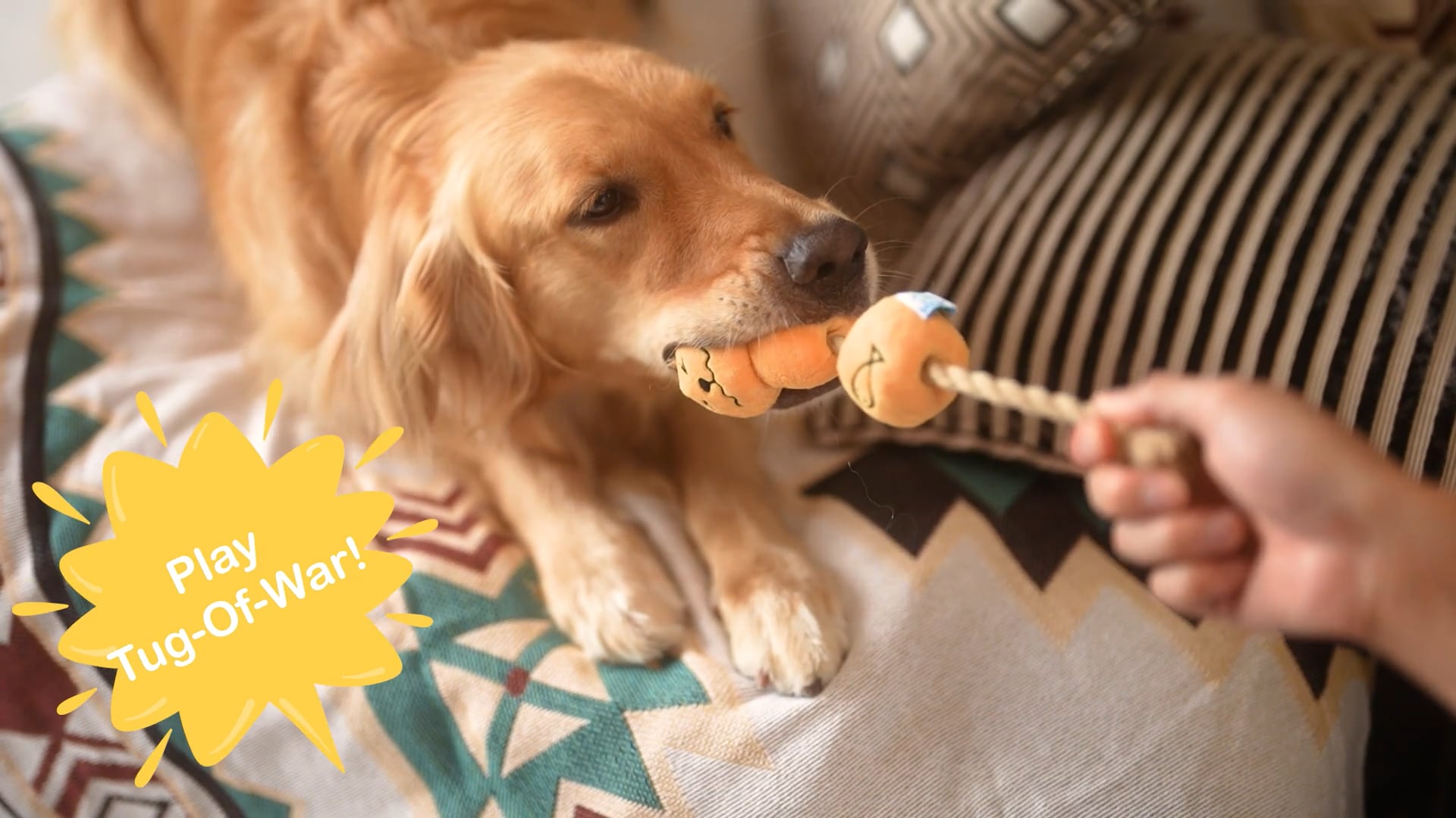 20230904_Curry Fish Ball Pet Toy