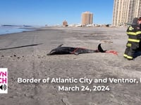 Another Dead Dolphin 3.24.24
