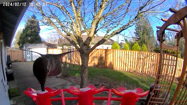 Hummingbird Feeder Video