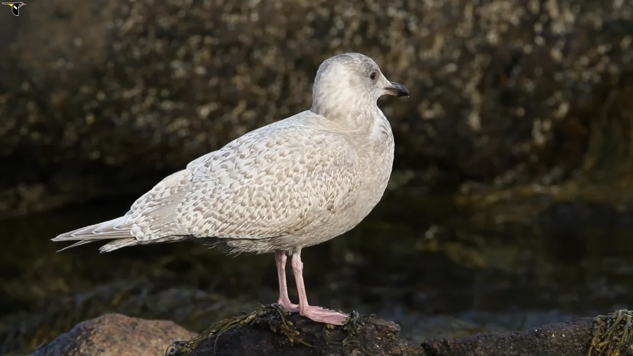 Iceland Gull Identification, All About Birds, Cornell Lab of