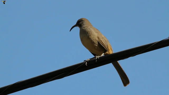 Southern California - Thrasher SPJ