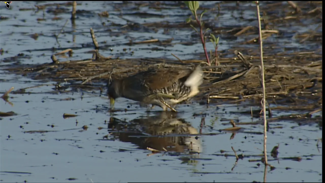 Sora Identification, All About Birds, Cornell Lab of Ornithology