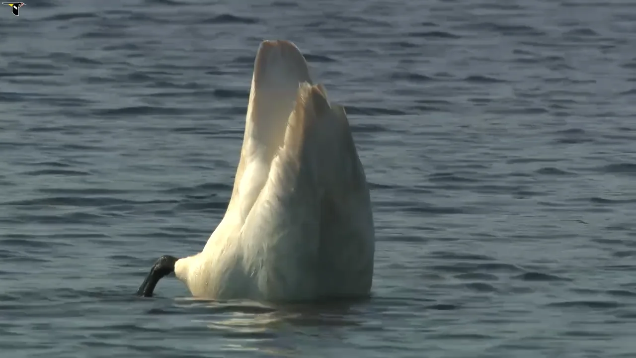 ナンシー ガン、「Trumpeter Swan（白鳥）」、☆極希少画集