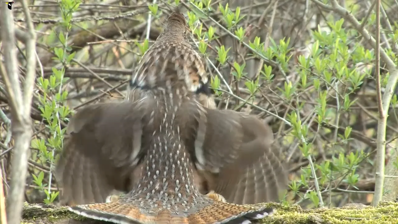 Ruffed Grouse Identification, All About Birds, Cornell Lab of