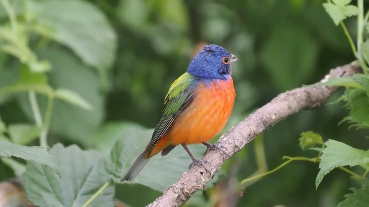 What Does a Painted Bunting Sound Like: Discover Its Melodic Song