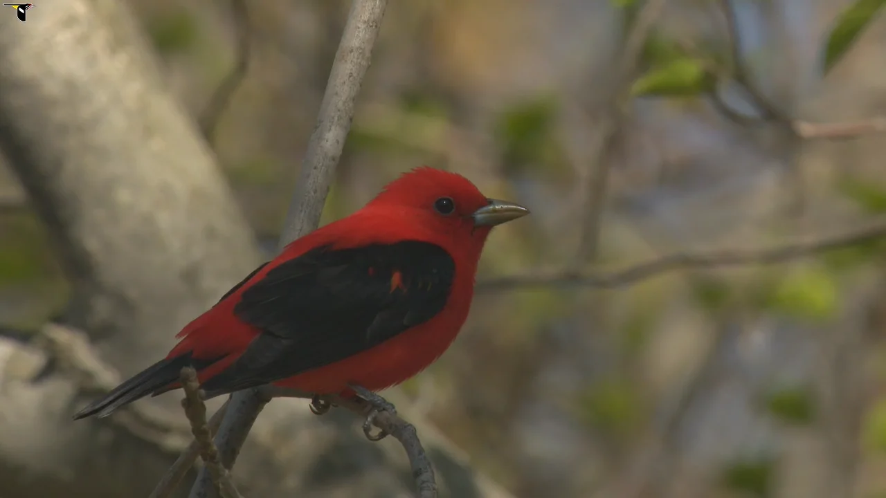 Scarlet Tanager Identification, All About Birds, Cornell Lab of