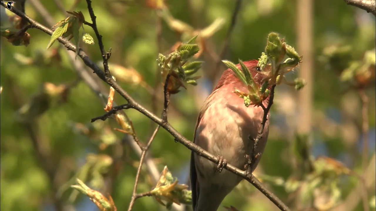 469344, image size:1280x720