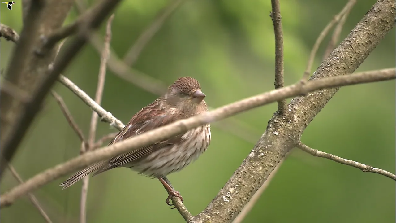 463545, image size:1280x720