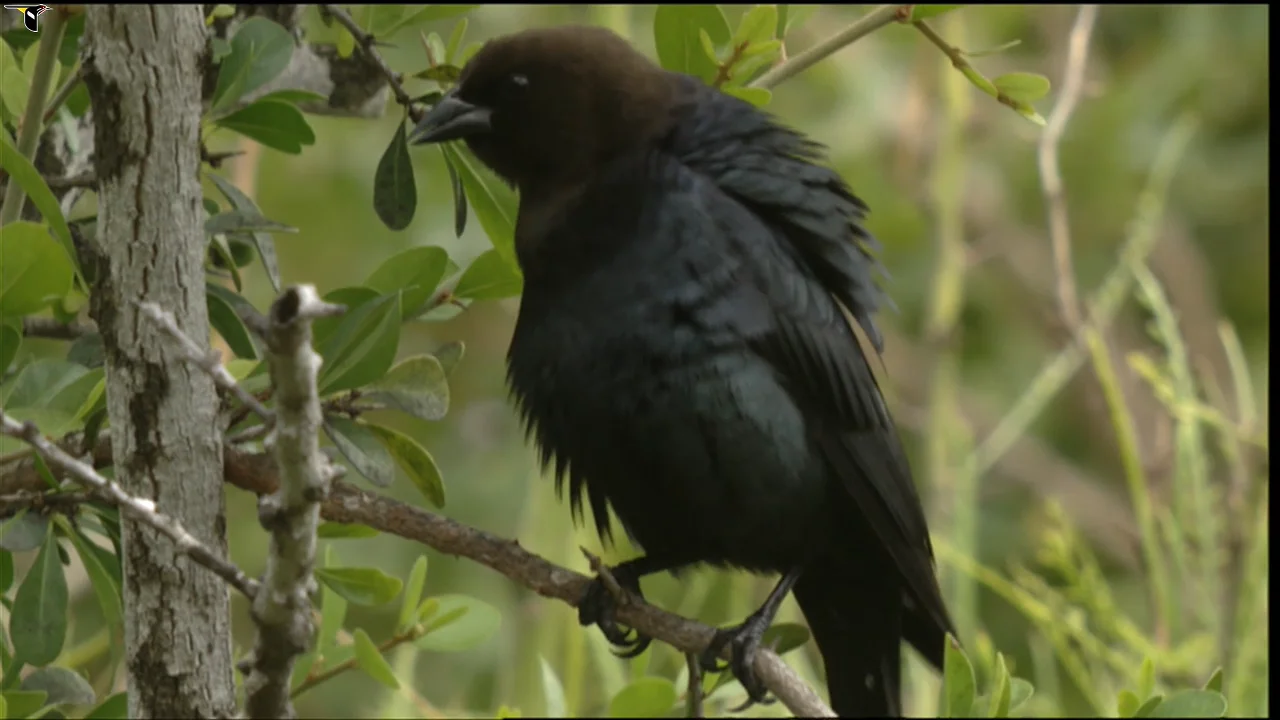 409919, image size:1280x720