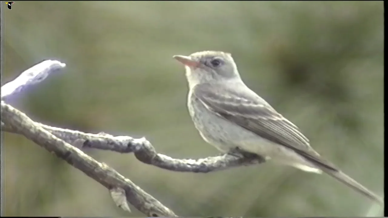 Greater Pewee Identification, All About Birds, Cornell Lab of