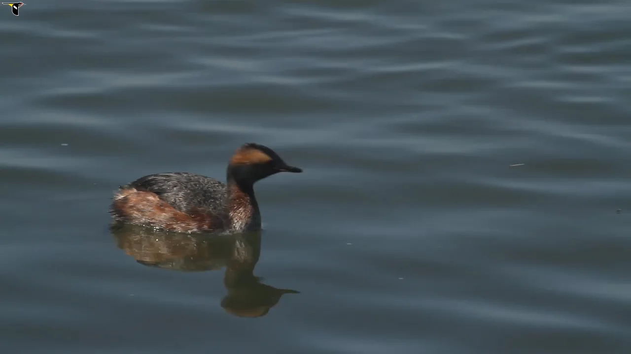 Horned Grebe Identification, All About Birds, Cornell Lab of