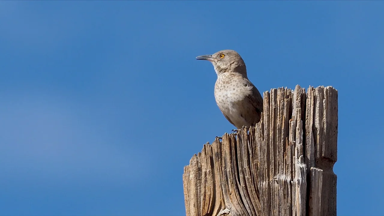 Bendire's Thrasher Identification, All About Birds, Cornell Lab of