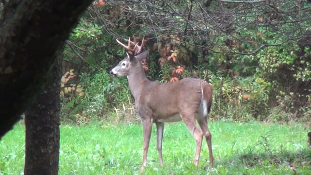 Archery Whitetail Deer in Vermont