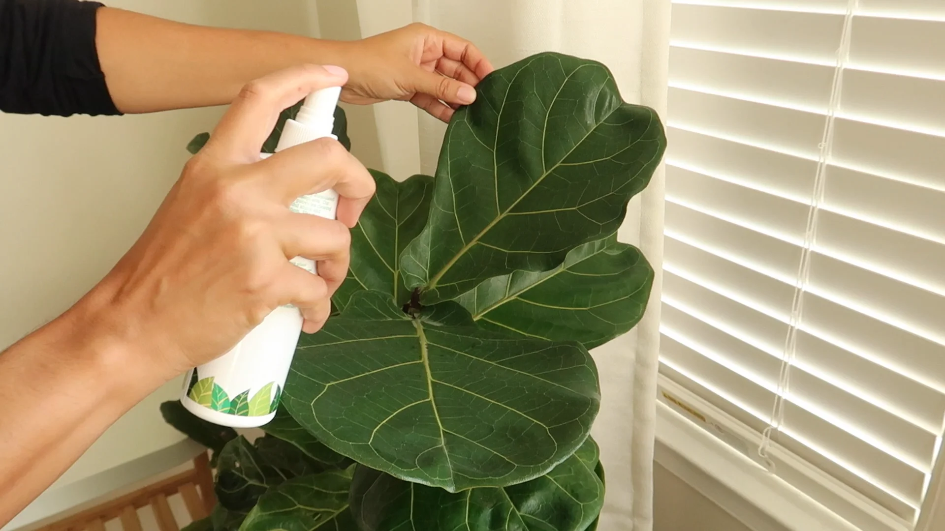 Houseplant Leaf Armor | Monstera Plant Resource
