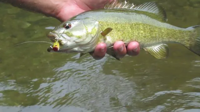 Fly Fishing for Smallmouth Bass with Popping Bugs