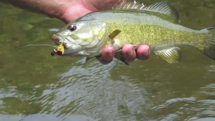 Advice from the Guides - Fly Fishing for Smallmouth Bass with Popping Bugs  on Vimeo