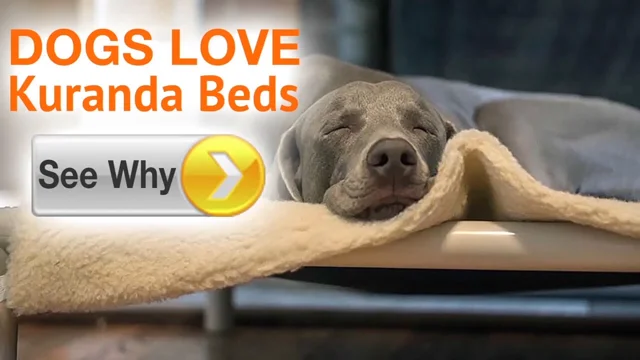 Why dogs love Kuranda Beds