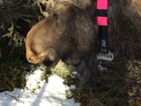 April – Lowbush Cranberries