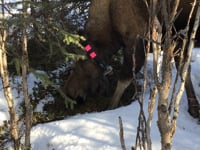 April – Lowbush Cranberries