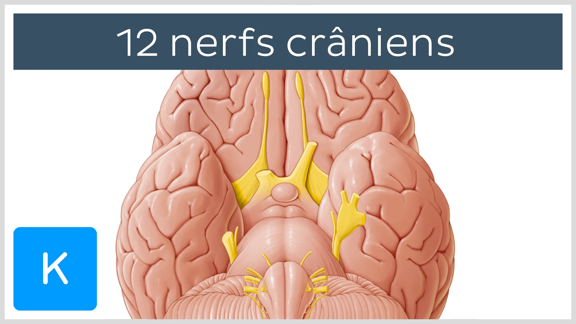 Vidéo: 12 nerfs crâniens | Kenhub