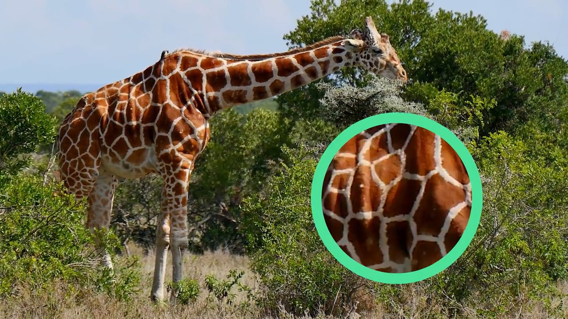 Minimentary, Animal Facts, Age of Learning