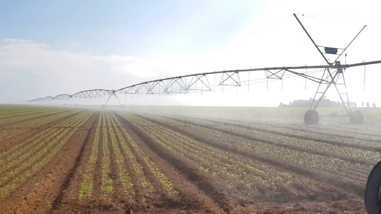 Wrong carrot irrigation