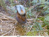 Newswise:Video Embedded lyrebird-synchronizes-elements-of-its-mating-dance