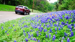 Images of Waco: Rainy Day at Cameron Park