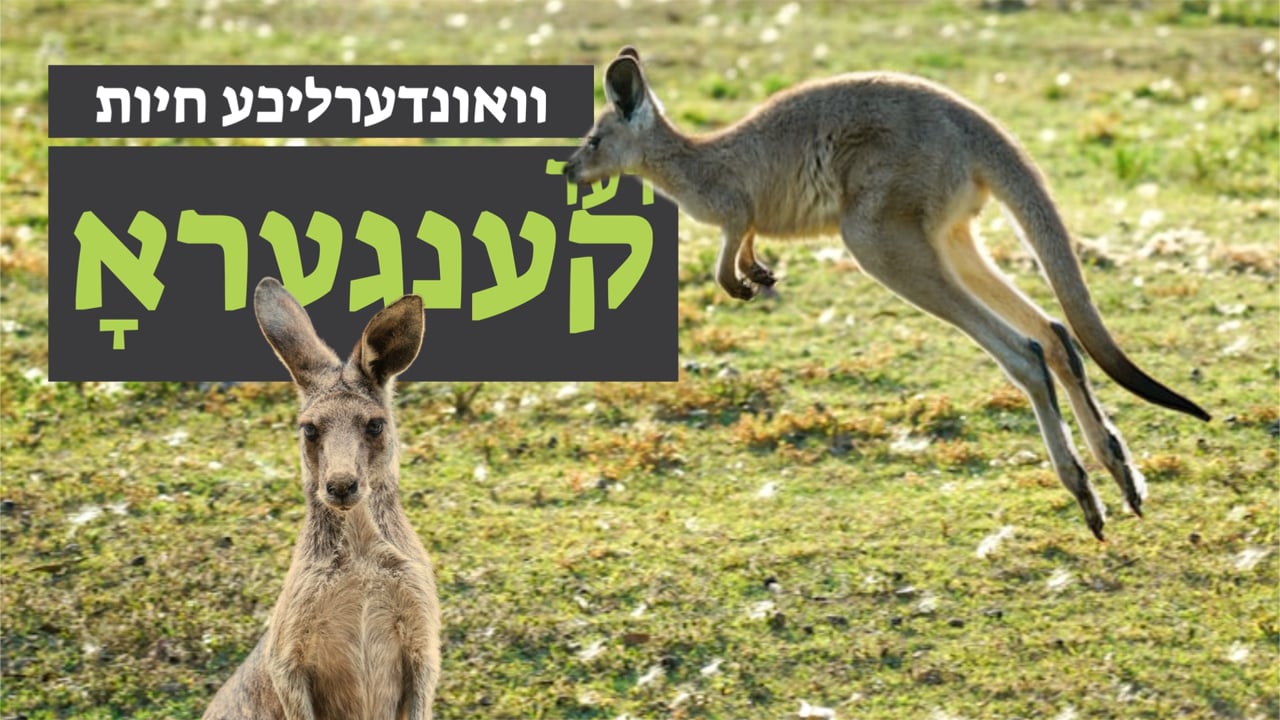 וואונדערליכע חיות - דער קענגערא