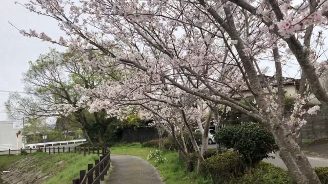 桜の道のサムネイル画像