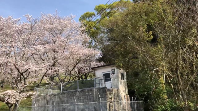 車でお花見のサムネイル画像