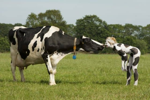Cow body-painting by Amit Bar on Vimeo