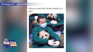 Cuddling Panda Job