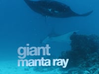 Descending: Manta Rays