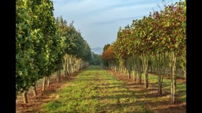 Philip Nieuwoudt on Multi-stem Trees